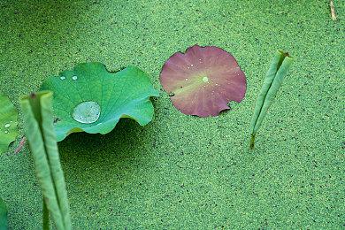 E3：开放世界RPG《Elex 2》上架Steam 支持简中